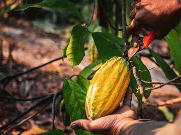 Cacao, un cultivo en peligro