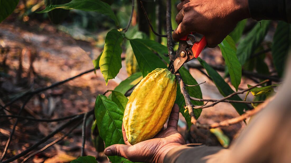 cacao
