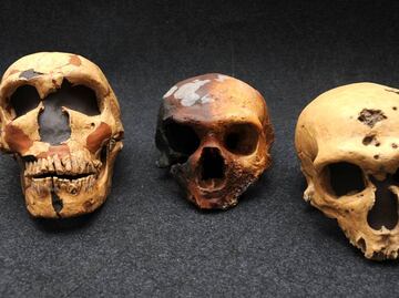 ADN relaciona a homínidos de Atapuerca con neandertales