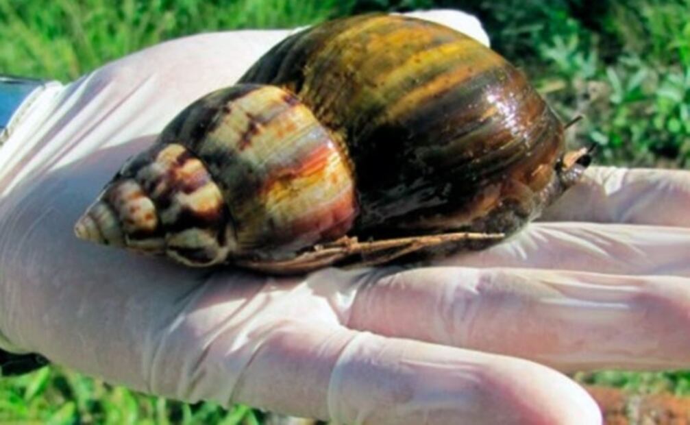 Aparecen “peligrosos” caracoles gigantes africanos en Argentina