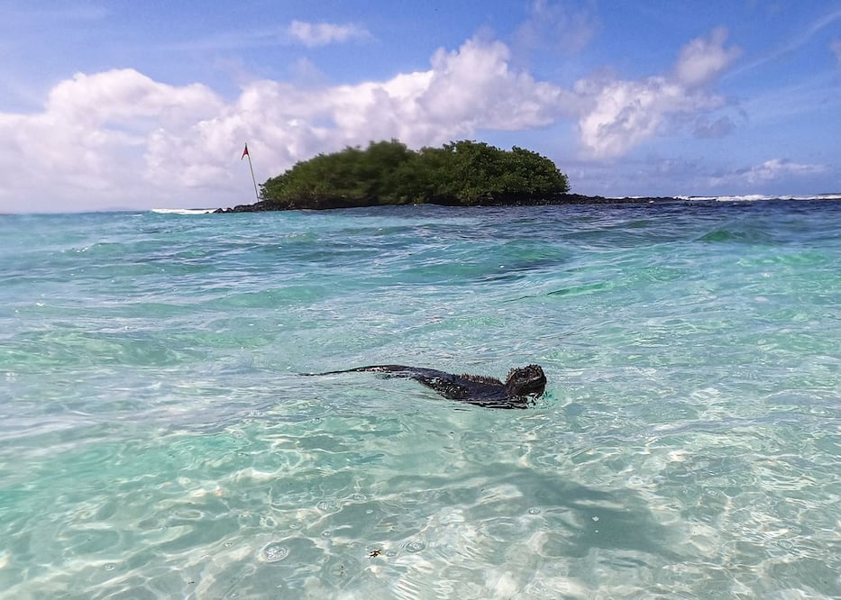 Una iguana marina en Bahía de Santa Cruz, en las islas Galápagos, en Ecuador. El fenómeno del Niño ya comenzó y traerá temperaturas inusualmente cálidas para esta época del año, advierten expertos. FOTO: ERNESTO BENAVIDES. AFP
