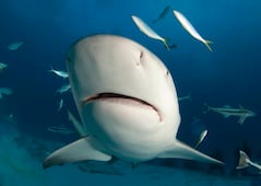 Ataque de tiburón en Australia deja un muerto; es el segundo registrado en una semana