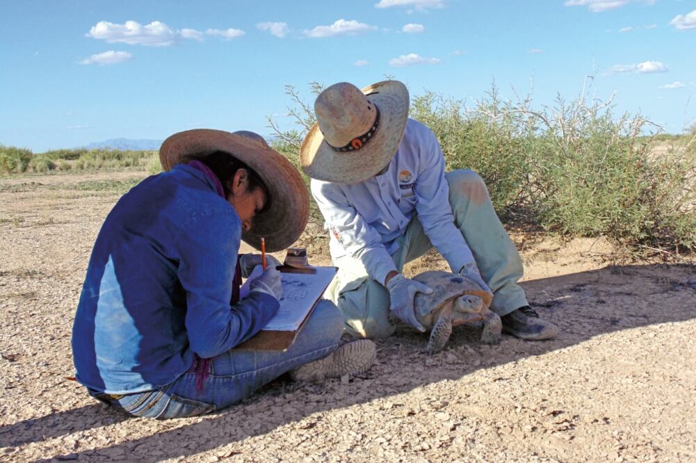 El calentamiento de la tierra es un amenaza para las tortugas, pues afecta su sistema inmunitario; investigadores han detectado en algunas signos de deshidratación y altos niveles de cloro en la sangre (FRANCISCO RODRÍGUEZ))