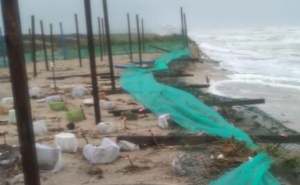 Reportan 35 mil huevos de tortuga Lora arrastrados por tormenta “Alberto” en Tamaulipas