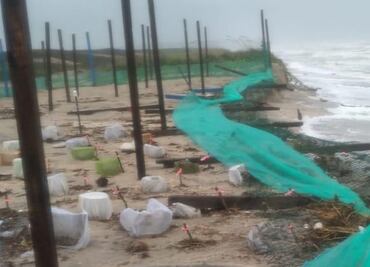 Reportan 35 mil huevos de tortuga Lora arrastrados por tormenta “Alberto” en Tamaulipas