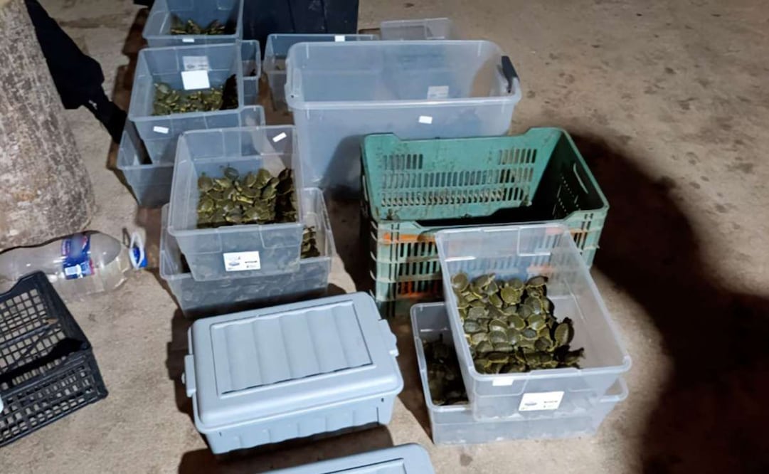 FGR y Profepa rescatan 3 mil 500 tortugas que pretendían traficar en Chiapas. Foto: Especial