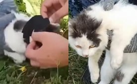 VIDEO: Michi era usado como "mulita" en cárcel de Rusia; el gatito trasladaba drogas en sus collares