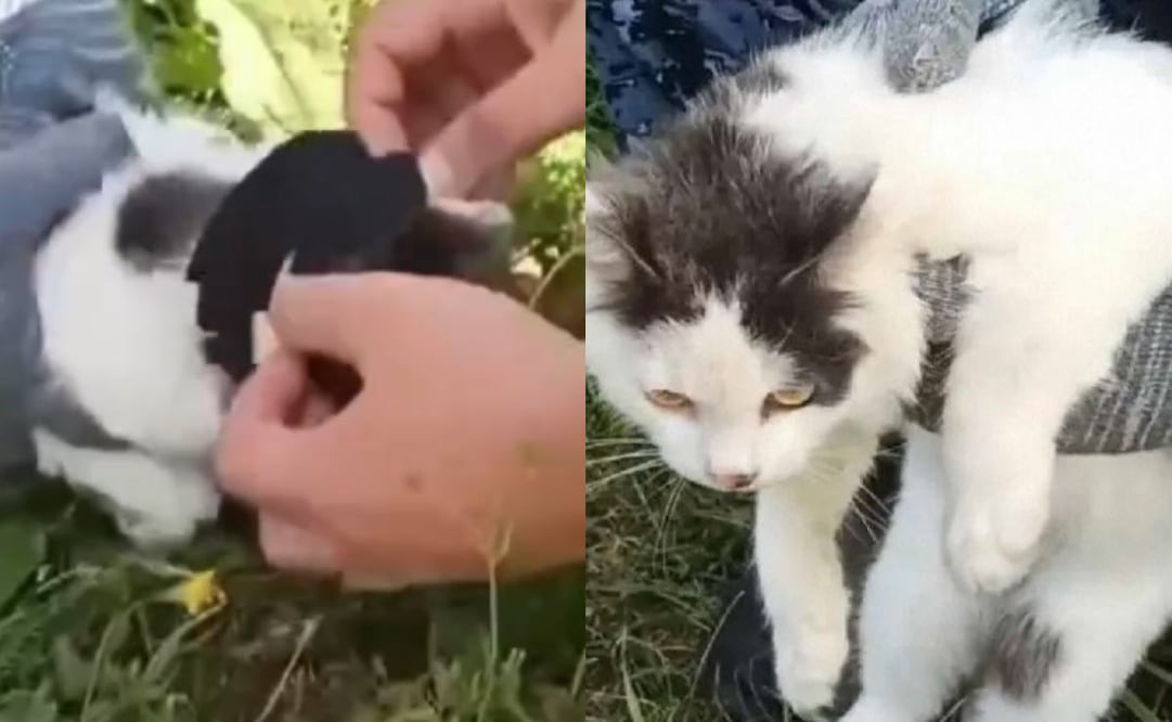 Encuentran droga en collar de un gato en centro penitenciario en Rusia. Foto: Captura de pantalla