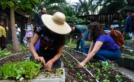Ambientalistas realizan plantación masiva de hortalizas; buscan crear conciencia sobre el futuro alimenticio