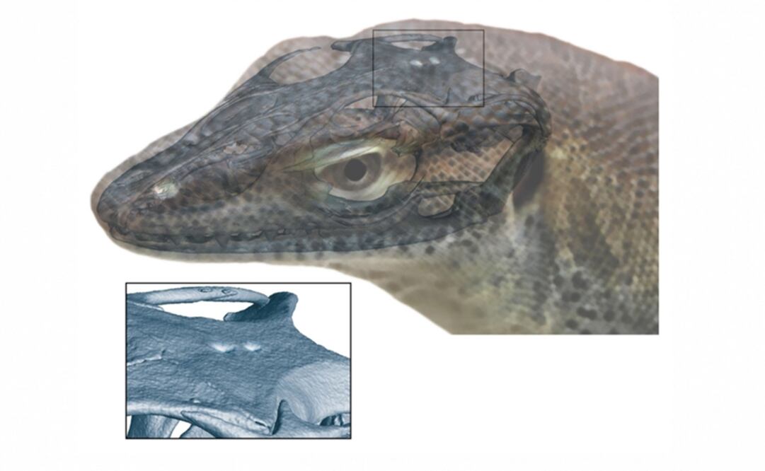 Los ojos tercero y cuarto se refieren a órganos pineales y parapineales. (FOTO: SENCKENBERG GESELLSCHAFT FÜR NATURFORSCHUNG / AND)