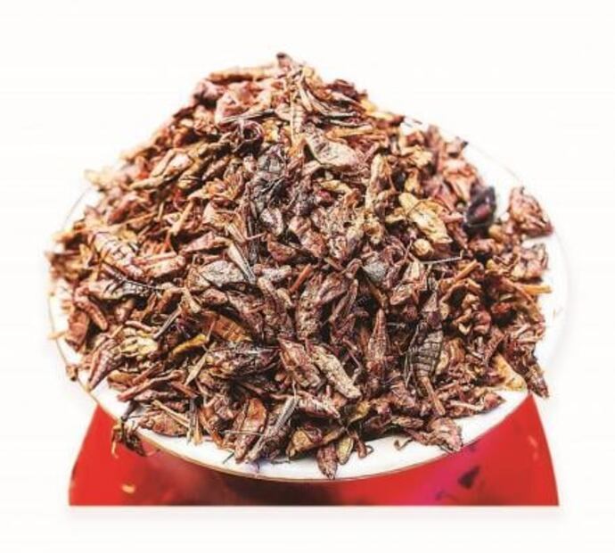 Por qué el chapulín es mejor que la carne