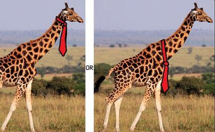 ¿Dónde llevarían su corbata las jirafas? 