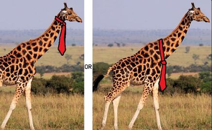 ¿Dónde llevarían su corbata las jirafas? 