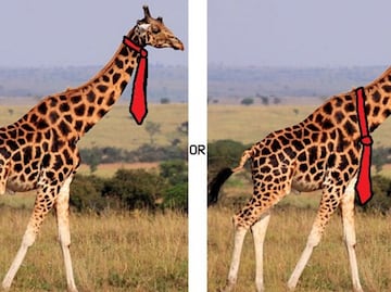 ¿Dónde llevarían su corbata las jirafas?