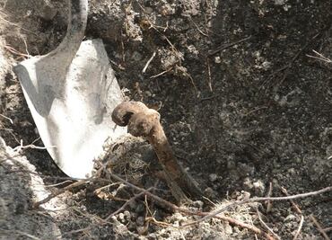Mexico brings archaeologists to graves in Carrizalillo