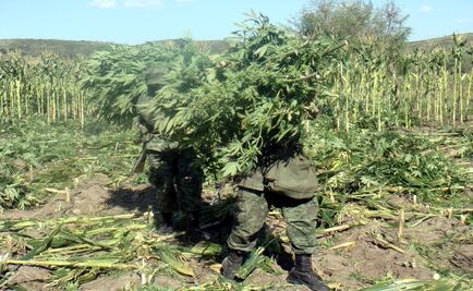 PGR investiga decomiso de marihuana en Tamaulipas 