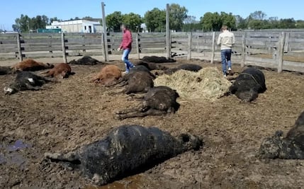 Muerte masiva de terneros conmociona a Argentina; presumen que se intoxicaron con la comida