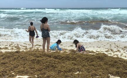 Sargazo rompe récord en 2026 con más de 90 mil toneladas diarias; alga golpea playas, turismo y salud