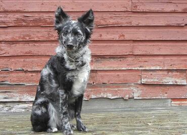 Científicos mexicanos descubren que los perros pueden distinguir entre idiomas