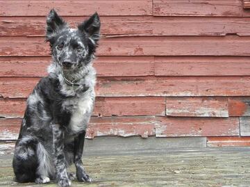 Científicos mexicanos descubren que los perros pueden distinguir entre idiomas