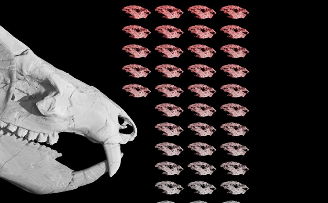 Son los únicos fósiles conocidos de bebés de un pariente extinto de mamífero que vivió durante el Jurásico temprano. Foto: University of Texas at Austin