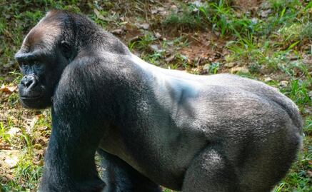 Estas son las especies animales vulnerables a contagiarse por Covid-19