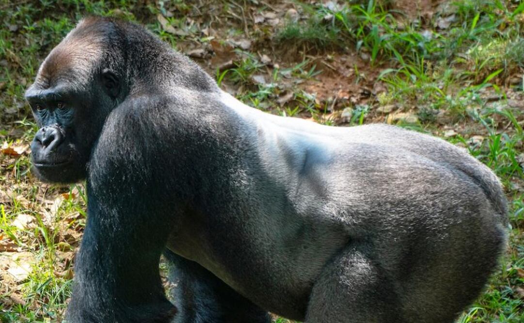 Foto: Smithsonian’s National Zoo and Conservation Biology Institute