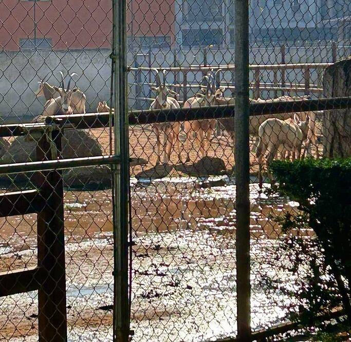 Liberación de agua que hizo OOAPAS causó inundaciones en las viviendas de algunos animales. Foto: Especial