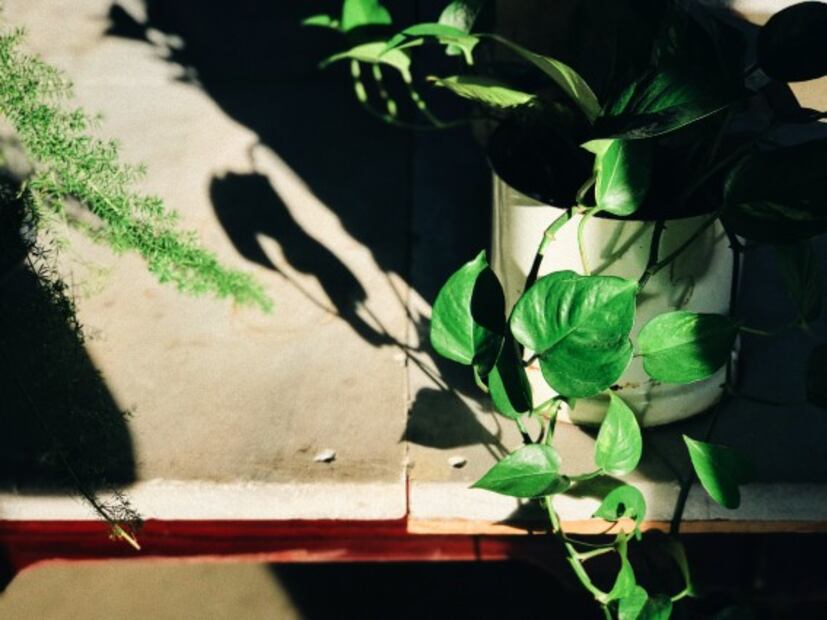 Plantas que además de hermosas purifican el aire de tu hogar