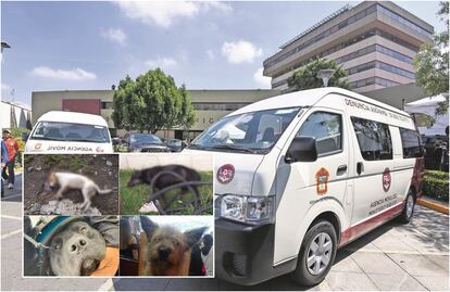 FGJEM investiga causas del presunto envenenamiento de 15 perritos en Almoloya de Juárez