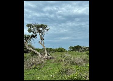 Suman 52 cuerpos localizados en fosa de Árbolillo, Veracruz