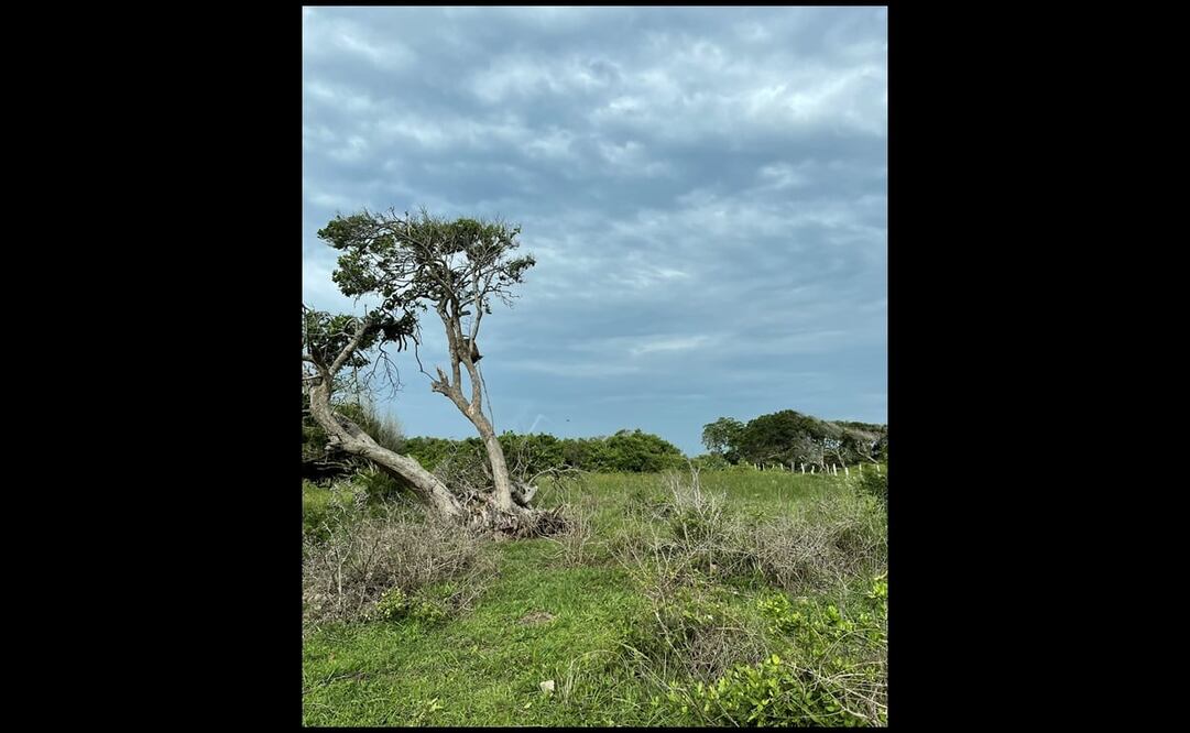 Foto: Twitter @SolecitodeVer