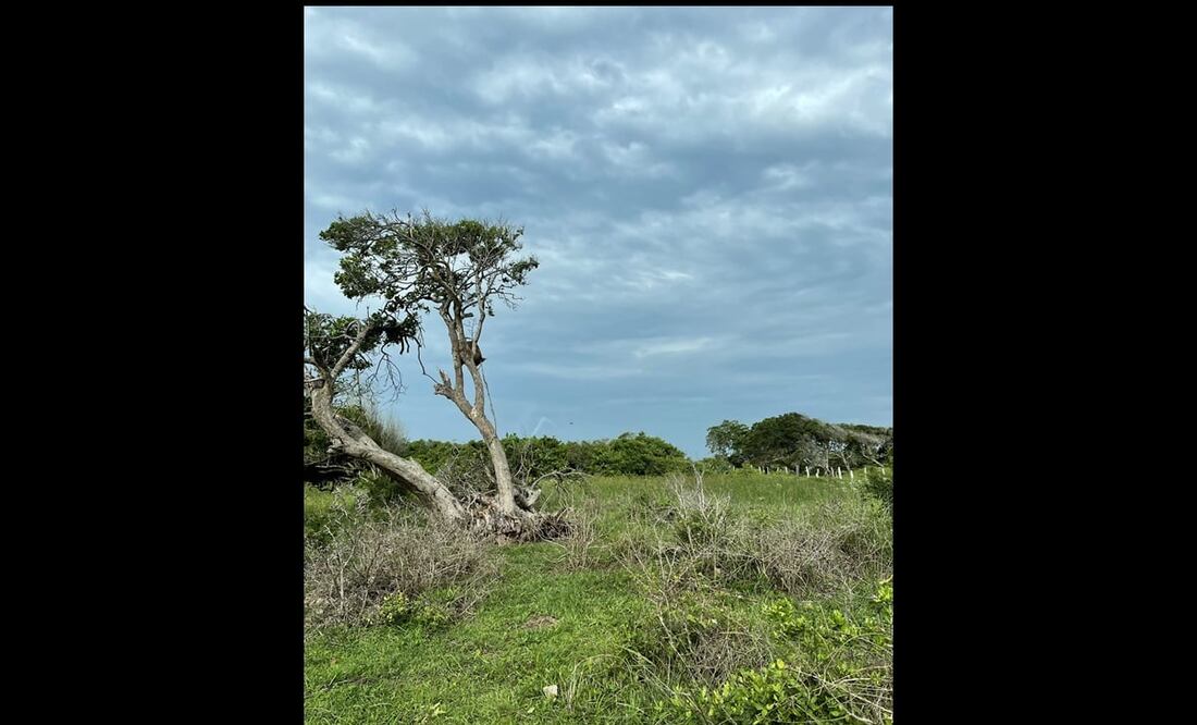 Foto: Twitter @SolecitodeVer