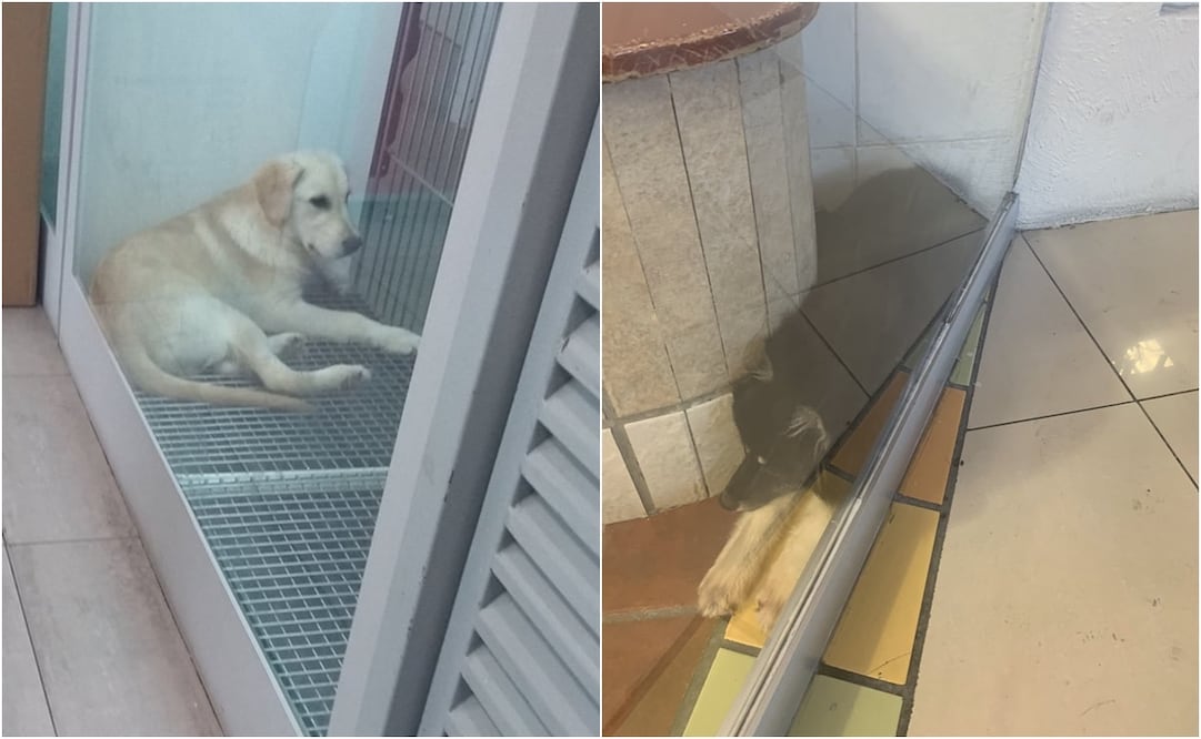 Desde 2014, la empresa fue señalada en redes sociales por distintos tipos de maltrato. Fotos: Twitter