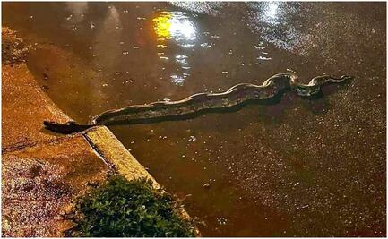 Serpientes y cocodrilos invaden zonas habitadas en Yucatán tras intensas lluvias
