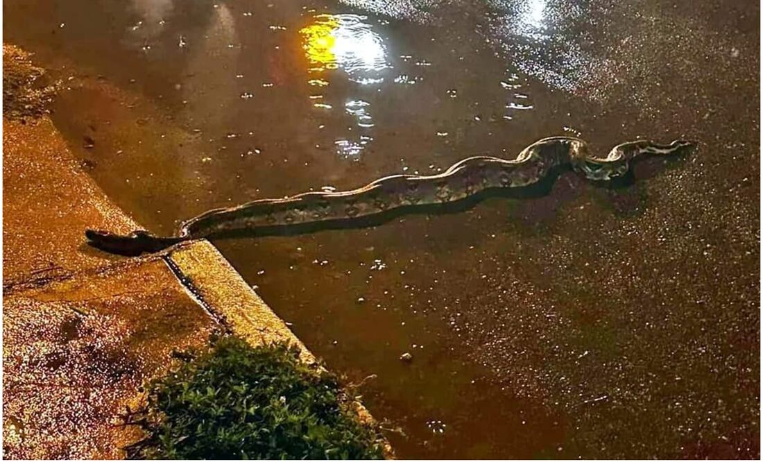 La fauna silvestre como serpientes y cocodrilos invaden zonas habitadas en Yucatán tras el aumento del nivel de agua en manglares y aguadas. Foto: Especial