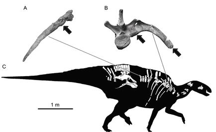 Paleopatologías óseas en dinosaurios mexicanos