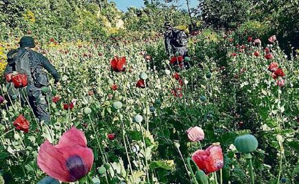 Mexican government studies regulating medical poppy