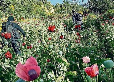 Mexican government studies regulating medical poppy