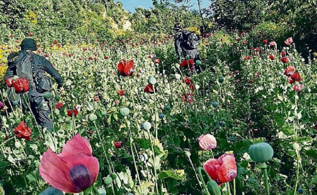 The proposal includes a pilot plan with farmers in Guerrero to produce poppy that would be processed at national laboratories. (Photo: Archive/El Universal)