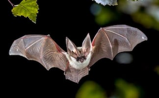 ¿Cuáles son los beneficios de los murciélagos? Conoce la importancia de su conservación
