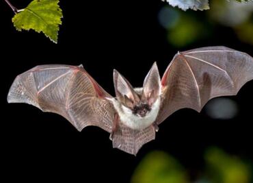 ¿Son peligrosos los murciélagos para los seres humanos?; la respuesta de una bióloga