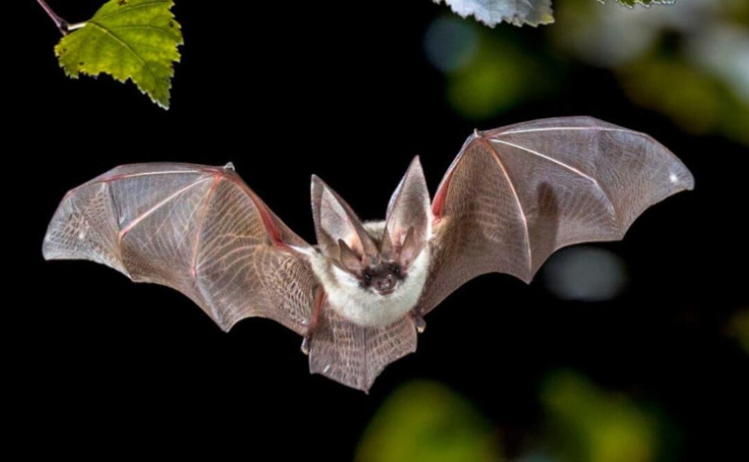 Los murciélagos no son tan peligrosos como la cultura popular a veces sugiere. Fuente: Freepik.