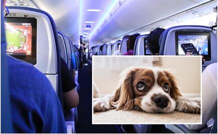 Profeco: ¿Qué se requiere para viajar con tu mascota dentro de la cabina del avión?