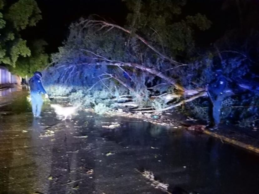 Desprendimiento de árboles y caída de espectaculares en Culiacán por “Genevieve”