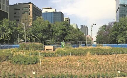 Sorprende la ausencia del ahuehuete en Reforma