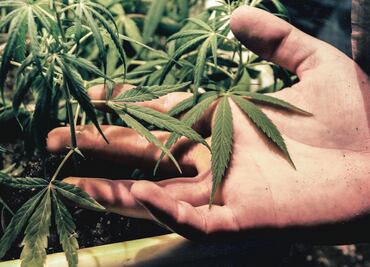 PRD, por venta legal de marihuana