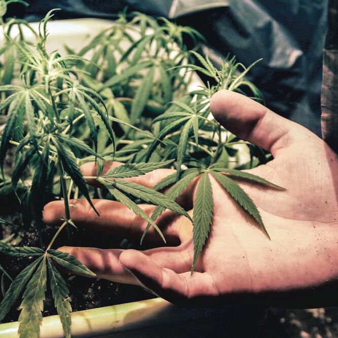 Empresa.El PRD dice que es necesaria la regulación de toda la cadena de producción, distribución y venta de marihuana. Foto: ARCHIVO EL UNIVERSAL