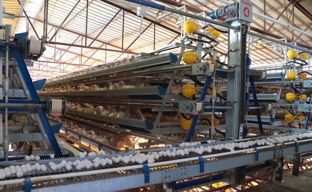 El gobernador de Sonora, Alfonso Durazo, dijo que en coordinación con Senasica se tomaron medidas inmediatas ante el brote de influenza aviar AH5N1. Foto: Especial.