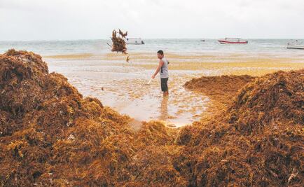En un futuro Swiss Re podrían ofrecer coberturas por sargazo